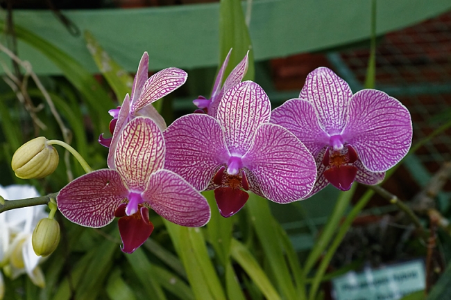 Kandy-Botanical garden-069